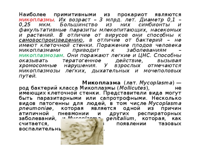    Наиболее примитивными из прокариот являются микоплазмы . Их возраст – 3 млрд. лет. Диаметр 0,1 – 0,25 мкм. Большинство из них симбионты и факультативные паразиты млекопитающих, насекомых и растений. В отличие от вирусов они способны к самовоспроизведению , в отличие от бактерий – не имеют клеточной стенки. Поражение плодов человека микоплазмами приводит к заболеваниям – микоплазмозам . Они поражают легкие и ЦНС. Способны оказывать тератогенное действие, вызывая хромосомные нарушения. У взрослых отмечаются микоплазмозы легких, дыхательных и мочеполовых путей.  Микоплазма (лат.  Mycoplasma ) — род бактерий класса Микоплазмы ( Mollicutes ), не имеющих клеточной стенки. Представители вида могут быть паразитарными или сапротрофными. Несколько видов патогенны для людей, в том числе  Mycoplasma pneumoniae , которая является одной из причин атипичной пневмонии и других респираторных заболеваний, и  Mycoplasma genitalium , которая, как считается, участвует в появлении тазовых воспалительных заболеваний. 