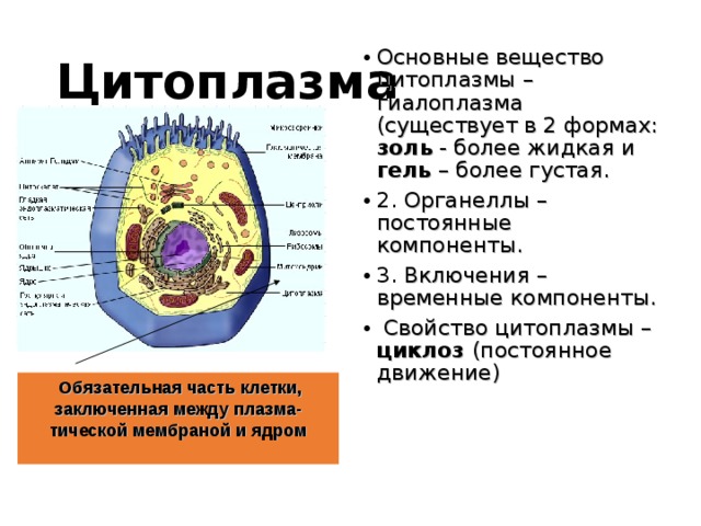 Цитоплазма Основные вещество цитоплазмы – гиалоплазма (существует в 2 формах: золь - более жидкая и  гель – более густая. 2. Органеллы – постоянные компоненты. 3. Включения –временные компоненты.  Свойство цитоплазмы – циклоз (постоянное движение)  Обязательная часть клетки, заключенная между плазма- тической мембраной и ядром  