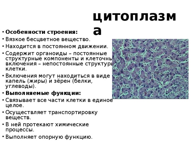 цитоплазма Особенности строения: Вязкое бесцветное вещество. Находится в постоянном движении. Содержит органоиды – постоянные структурные компоненты и клеточные включения – непостоянные структуры клетки. Включения могут находиться в виде капель (жиры) и зёрен (белки, углеводы). Выполняемые функции: Связывает все части клетки в единое целое. Осуществляет транспортировку веществ. В ней протекают химические процессы. Выполняет опорную функцию.  