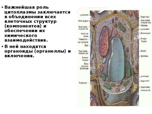 Важнейшая роль цитоплазмы заключается в объединении всех клеточных структур (компонентов) и обеспечении их химического взаимодействия. В ней находятся органоиды (органеллы) и включения. 