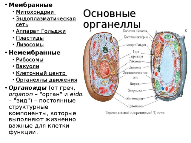Мембранные Митохондрии Эндоплазматическая сеть Аппарат Гольджи Пластиды Лизосомы Митохондрии Эндоплазматическая сеть Аппарат Гольджи Пластиды Лизосомы Немембранные Рибосомы Вакуоли Клеточный центр Органеллы движения Рибосомы Вакуоли Клеточный центр Органеллы движения Органоиды (от греч. organon – 