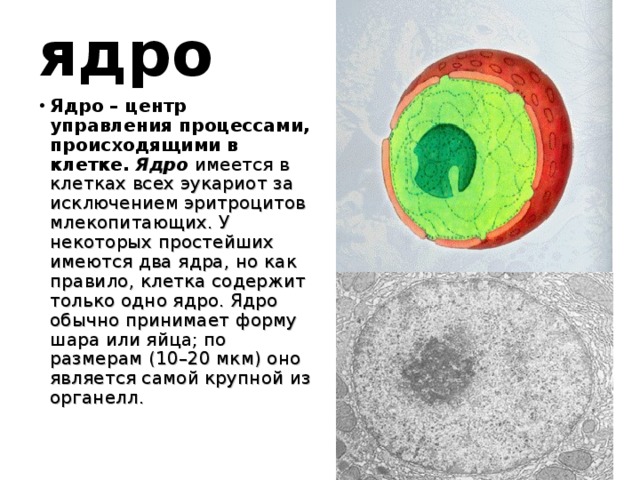 ядро Ядро – центр управления процессами, происходящими в клетке.  Ядро имеется в клетках всех эукариот за исключением эритроцитов млекопитающих. У некоторых простейших имеются два ядра, но как правило, клетка содержит только одно ядро. Ядро обычно принимает форму шара или яйца; по размерам (10–20 мкм) оно является самой крупной из органелл. 