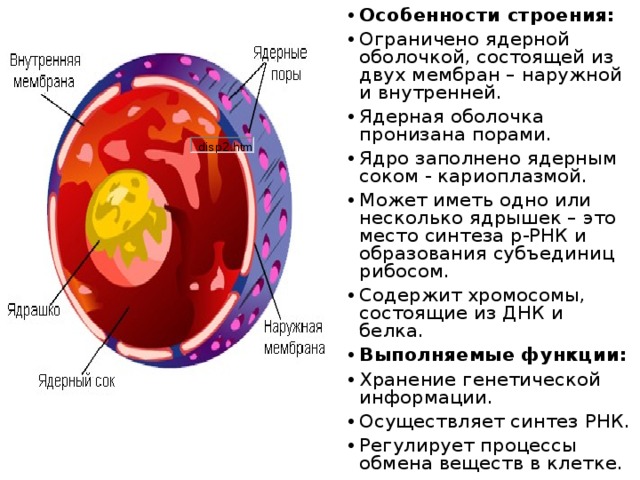 Особенности строения: Ограничено ядерной оболочкой, состоящей из двух мембран – наружной и внутренней. Ядерная оболочка пронизана порами. Ядро заполнено ядерным соком - кариоплазмой. Может иметь одно или несколько ядрышек – это место синтеза р-РНК и образования субъединиц рибосом. Содержит хромосомы, состоящие из ДНК и белка. Выполняемые функции: Хранение генетической информации. Осуществляет синтез РНК. Регулирует процессы обмена веществ в клетке.  
