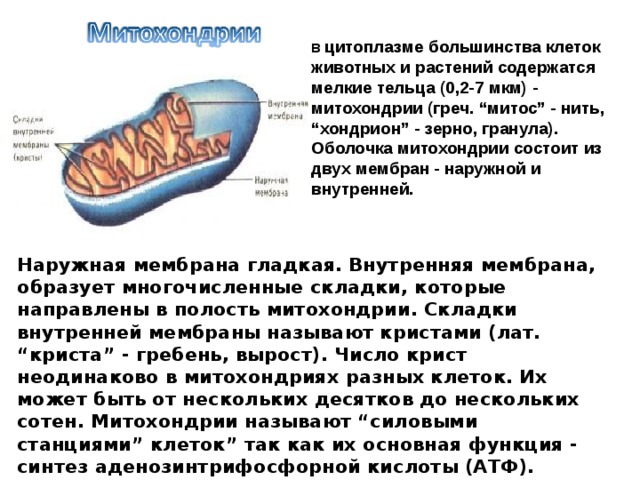 В цитоплазме большинства клеток животных и растений содержатся мелкие тельца (0,2-7 мкм) - митохондрии (греч. “митос” - нить, “хондрион” - зерно, гранула). Оболочка митохондрии состоит из двух мембран - наружной и внутренней. Наружная мембрана гладкая. Внутренняя мембрана, образует многочисленные складки, которые направлены в полость митохондрии. Складки внутренней мембраны называют кристами (лат. “криста” - гребень, вырост). Число крист неодинаково в митохондриях разных клеток. Их может быть от нескольких десятков до нескольких сотен. Митохондрии называют “силовыми станциями” клеток” так как их основная функция - синтез аденозинтрифосфорной кислоты (АТФ). Новые митохондрии образуются делением уже существующих в клетке митохондрий.   