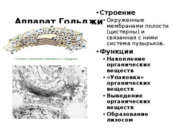 Аппарат Гольджи Строение Окруженные мембранами полости (цистерны) и связанная с ними система пузырьков. Окруженные мембранами полости (цистерны) и связанная с ними система пузырьков. Функции Накопление органических веществ «Упаковка» органических веществ Выведение органических веществ Образование лизосом Накопление органических веществ «Упаковка» органических веществ Выведение органических веществ Образование лизосом  