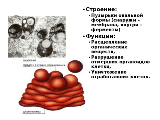 Строение: Пузырьки овальной формы (снаружи – мембрана, внутри – ферменты) Пузырьки овальной формы (снаружи – мембрана, внутри – ферменты) Функции: Расщепление органических веществ, Разрушение отмерших органоидов клетки, Уничтожение отработавших клеток. Расщепление органических веществ, Разрушение отмерших органоидов клетки, Уничтожение отработавших клеток.  Лизосомы 