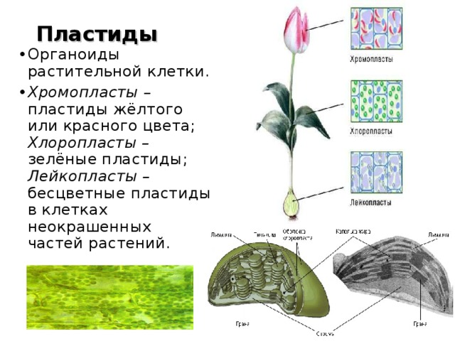 Пластиды  Органоиды растительной клетки. Хромопласты – пластиды жёлтого или красного цвета; Хлоропласты – зелёные пластиды; Лейкопласты – бесцветные пластиды в клетках неокрашенных частей растений.  