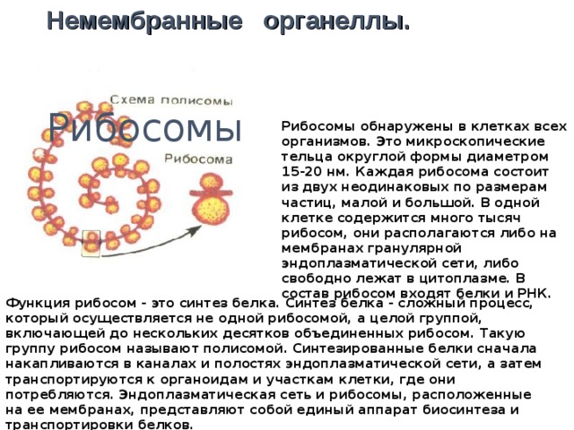 Немембранные органеллы.    Рибосомы Рибосомы обнаружены в клетках всех организмов. Это микроскопические тельца округлой формы диаметром 15-20 нм. Каждая рибосома состоит из двух неодинаковых по размерам частиц, малой и большой. В одной клетке содержится много тысяч рибосом, они располагаются либо на мембранах гранулярной эндоплазматической сети, либо свободно лежат в цитоплазме. В состав рибосом входят белки и РНК. Функция рибосом - это синтез белка. Синтез белка - сложный процесс, который осуществляется не одной рибосомой, а целой группой, включающей до нескольких десятков объединенных рибосом. Такую группу рибосом называют полисомой. Синтезированные белки сначала накапливаются в каналах и полостях эндоплазматической сети, а затем транспортируются к органоидам и участкам клетки, где они потребляются. Эндоплазматическая сеть и рибосомы, расположенные на ее мембранах, представляют собой единый аппарат биосинтеза и транспортировки белков.  