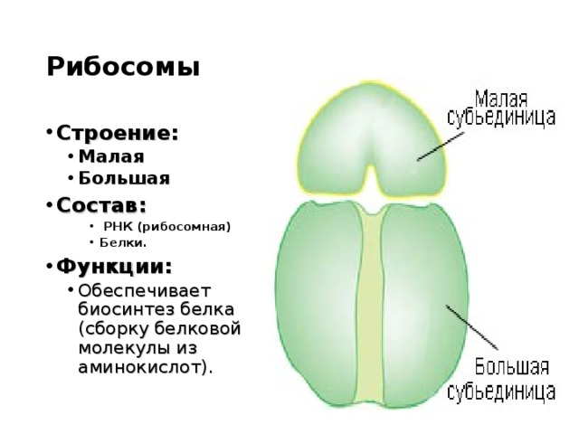 Рибосомы Строение: Малая Большая Малая Большая Состав:  РНК (рибосомная) Белки.  РНК (рибосомная) Белки.  РНК (рибосомная) Белки. Функции: Обеспечивает биосинтез белка (сборку белковой молекулы из аминокислот). Обеспечивает биосинтез белка (сборку белковой молекулы из аминокислот). 