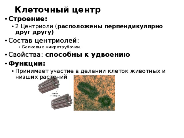 Клеточный центр Строение: 2 Центриоли ( расположены перпендикулярно друг другу) 2 Центриоли ( расположены перпендикулярно друг другу) Состав центриолей: Белковые микротрубочки . Белковые микротрубочки . Белковые микротрубочки . Свойства: способны к удвоению Функции: Принимает участие в делении клеток животных и низших растений Принимает участие в делении клеток животных и низших растений 