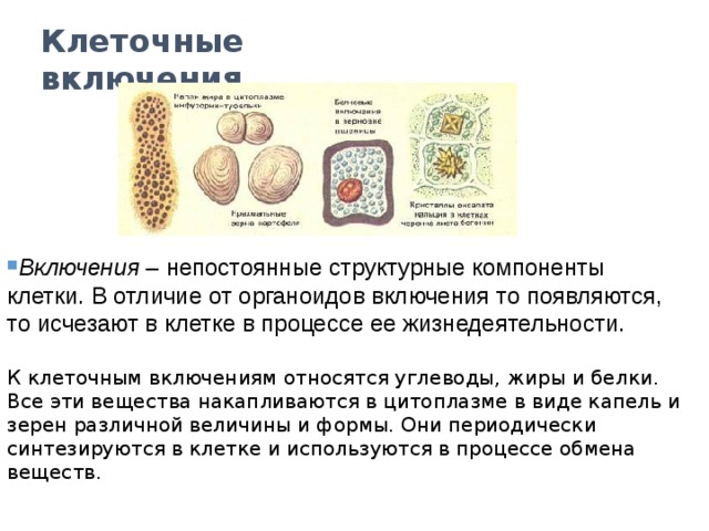 Клеточные включения Включения – непостоянные структурные компоненты клетки. В отличие от органоидов включения то появляются, то исчезают в клетке в процессе ее жизнедеятельности. К клеточным включениям относятся углеводы, жиры и белки. Все эти вещества накапливаются в цитоплазме в виде капель и зерен различной величины и формы. Они периодически синтезируются в клетке и используются в процессе обмена веществ.  