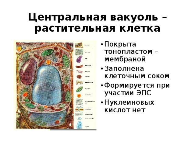 Центральная вакуоль – растительная клетка Покрыта тонопластом – мембраной Заполнена клеточным соком Формируется при участии ЭПС Нуклеиновых кислот нет 