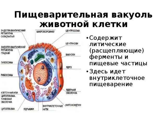 Пищеварительная вакуоль животной клетки Содержит литические (расщепляющие) ферменты и пищевые частицы Здесь идет внутриклеточное пищеварение 