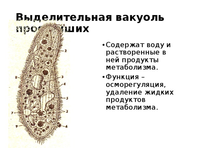 Выделительная вакуоль простейших Содержат воду и растворенные в ней продукты метаболизма. Функция – осморегуляция, удаление жидких продуктов метаболизма.  