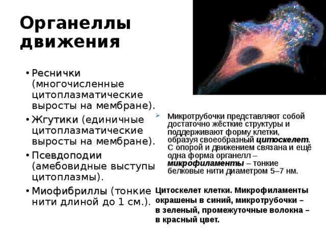 Органеллы движения Реснички (многочисленные цитоплазматические выросты на мембране). Жгутики (единичные  цитоплазматические выросты на мембране). Псевдоподии (амебовидные выступы цитоплазмы). Миофибриллы (тонкие нити длиной до 1 см.). Микротрубочки представляют собой достаточно жёсткие структуры и поддерживают форму клетки, образуя своеобразный цитоскелет . С опорой и движением связана и ещё одна форма органелл – микрофиламенты – тонкие белковые нити диаметром 5–7 нм. Цитоскелет клетки. Микрофиламенты окрашены в синий, микротрубочки – в зеленый, промежуточные волокна – в красный цвет. 