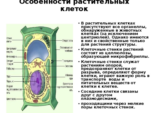 Особенности растительных клеток В растительных клетках присутствуют все органеллы, обнаруженные в животных клетках (за исключением центриолей). Однако имеются в них и свойственные только для растений структуры. Клеточные стенки растений состоят из целлюлозы, образующей микрофибриллы. Клеточные стенки служат растениям опорой, предохраняют клетки от разрыва, определяют форму клетки, играют важную роль в транспорте воды и питательных веществ от клетки к клетке. Соседние клетки связаны друг с другом плазмодесмами , проходящими через мелкие поры клеточных стенок.  