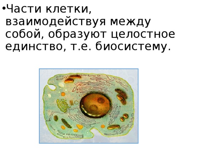 Части клетки, взаимодействуя между собой, образуют целостное единство, т.е. биосистему. 
