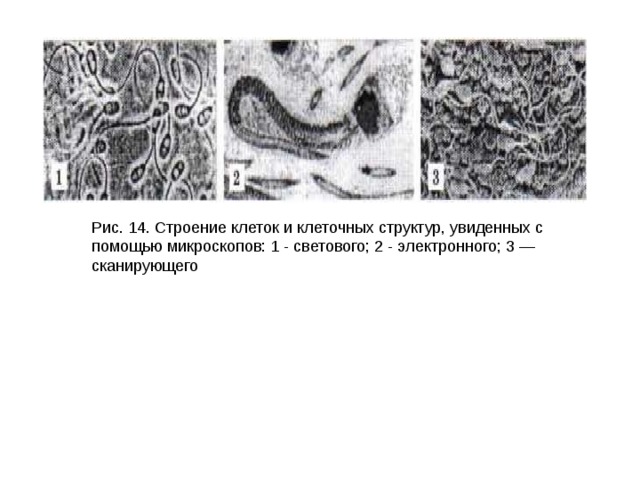 Рис. 14. Строение клеток и клеточных структур, увиденных с помощью микроскопов: 1 - светового; 2 - электронного; 3 — сканирующего 