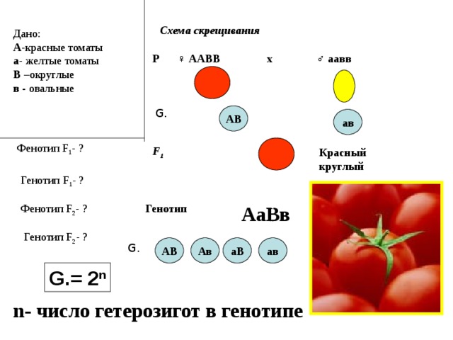 Схема скрещивания  Дано: А - красные томаты а - желтые томаты В – округлые в - овальные Р ♀  ААВВ ♂  аавв х G. АВ ав Фенотип F 1 - ? F 1  Красный круглый Генотип F 1 - ? Фенотип F 2 - ? Генотип АаВв Генотип F 2 - ? АВ Ав аВ ав G. G. = 2 n n- число гетерозигот в генотипе 