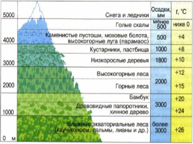Высотная поясность 
