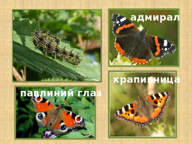 адмирал крапивница павлиний глаз 