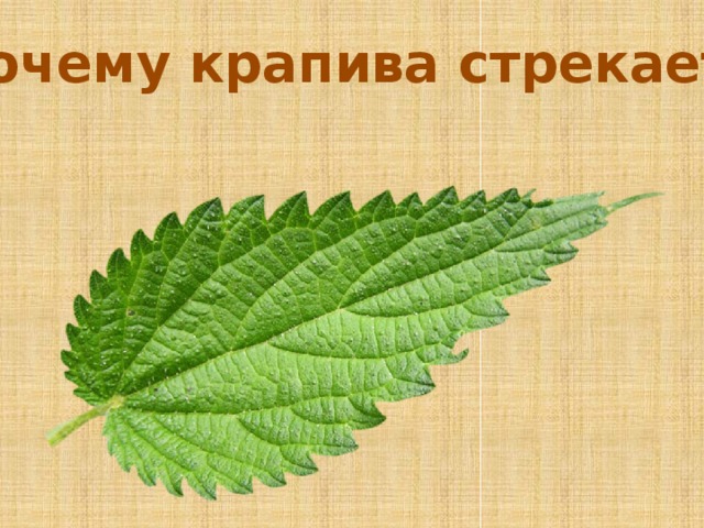 Почему крапива стрекает? 