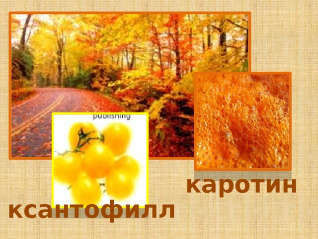каротин ксантофилл 