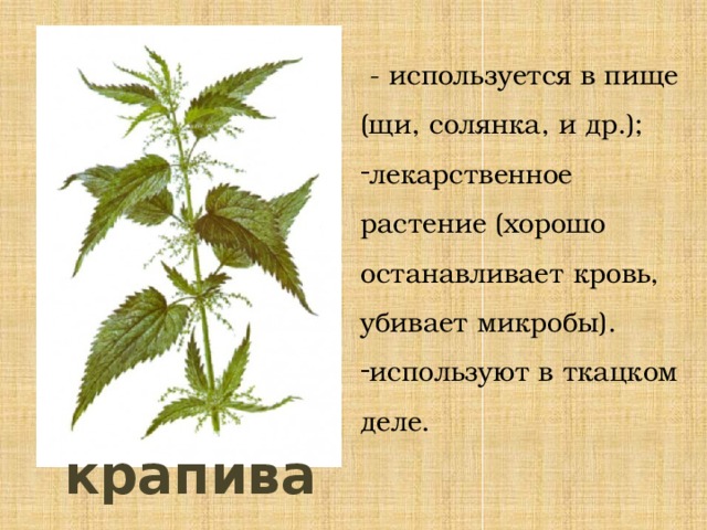  - используется в пище (щи, солянка, и др.); лекарственное растение (хорошо останавливает кровь, убивает микробы). используют в ткацком деле. крапива 