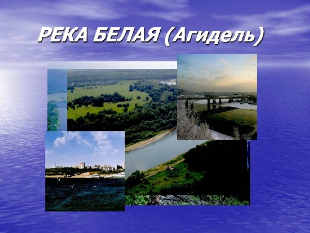 Коневодство 