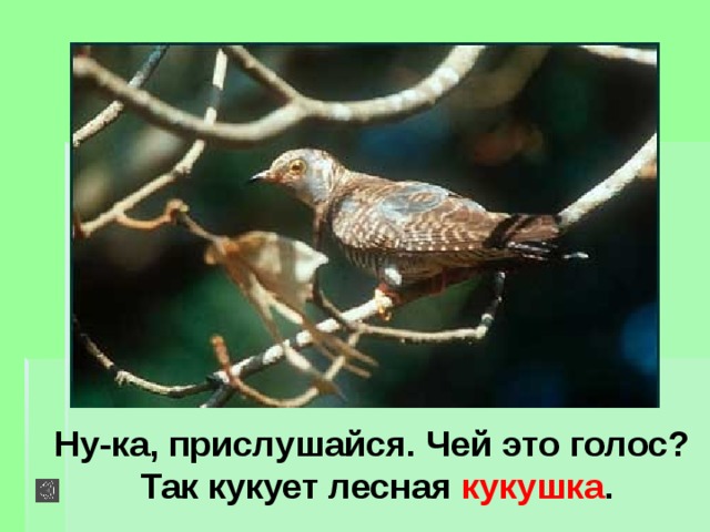 Ну-ка, прислушайся. Чей это голос? Так кукует лесная кукушка . 
