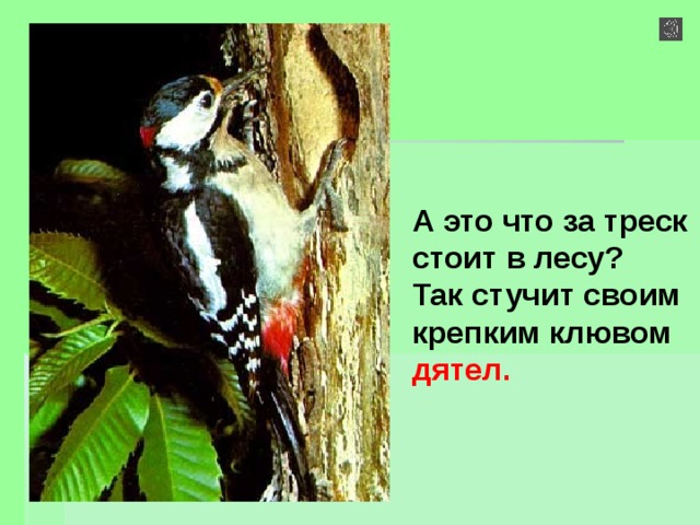 А это что за треск стоит в лесу? Так стучит своим крепким клювом дятел.  