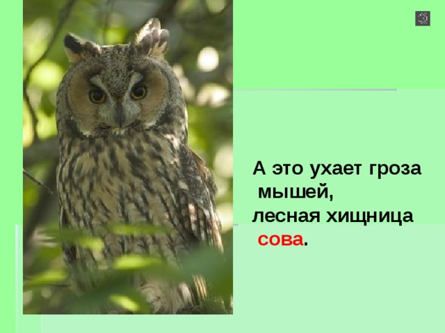 А это ухает гроза  мышей, лесная хищница  сова . 