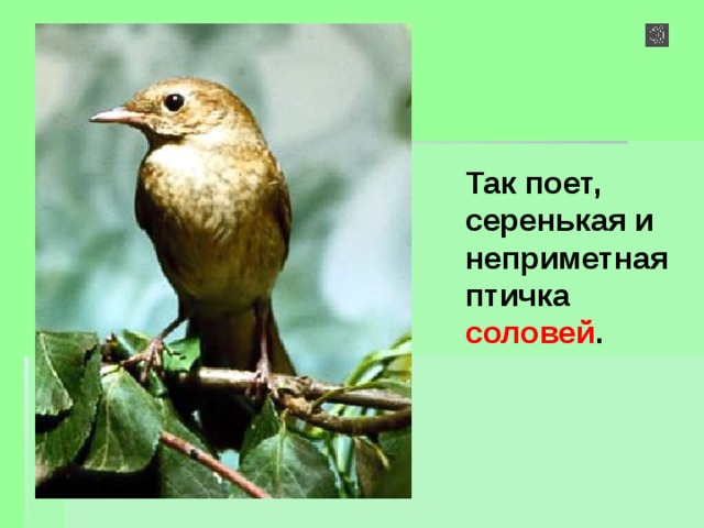 Так поет, серенькая и неприметная птичка соловей . 