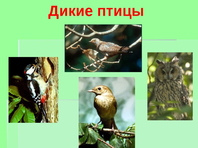 Дикие птицы 