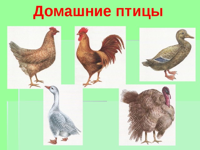 Домашние птицы 