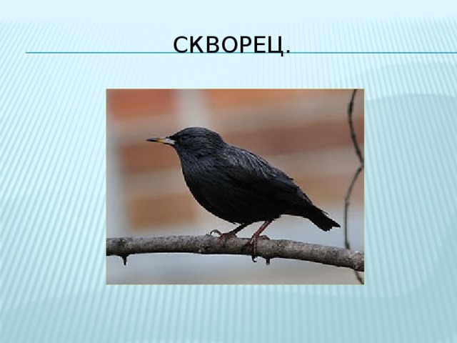 Скворец. 