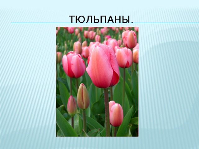 Тюльпаны. 