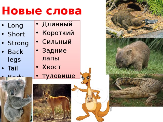 Новые слова Long Short Strong Back legs Tail Body Длинный Короткий Сильный Задние лапы Хвост туловище 
