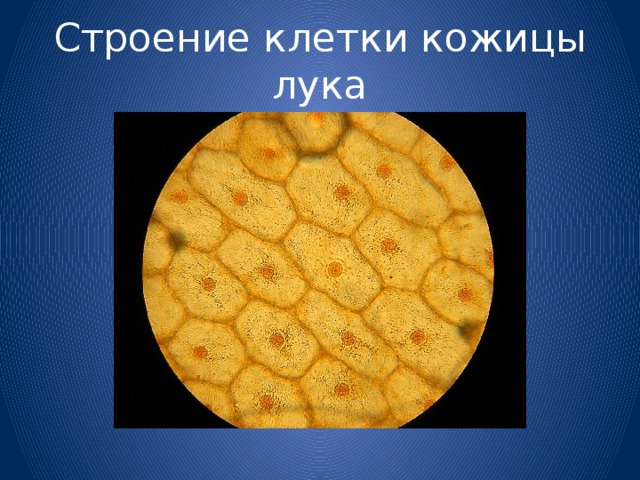 Строение клетки кожицы лука 