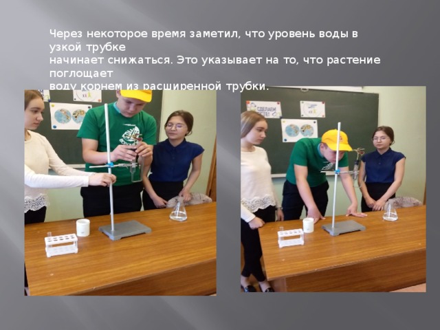 Через некоторое время заметил, что уровень воды в узкой трубке начинает снижаться. Это указывает на то, что растение поглощает воду корнем из расширенной трубки. 