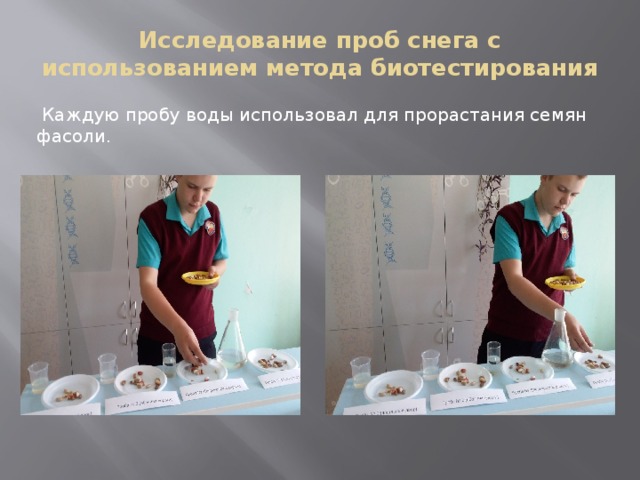 Исследование проб снега с использованием метода биотестирования  Каждую пробу воды использовал для прорастания семян фасоли. 