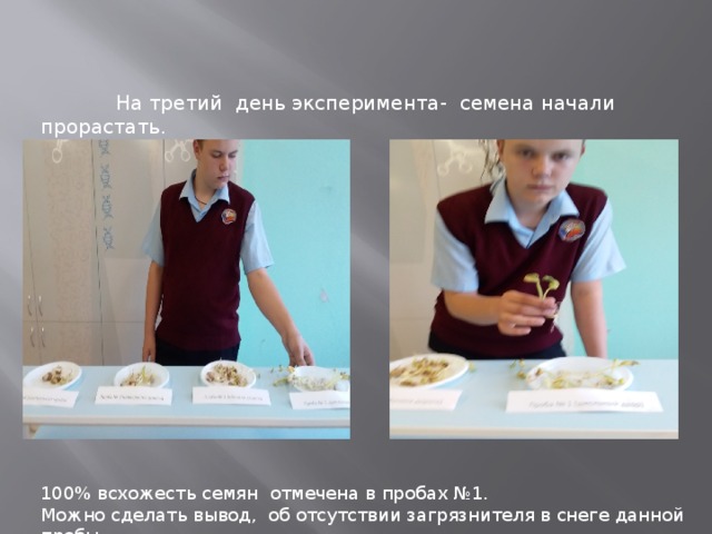  На третий день эксперимента- семена начали прорастать. 100% всхожесть семян отмечена в пробах №1. Можно сделать вывод, об отсутствии загрязнителя в снеге данной пробы . 