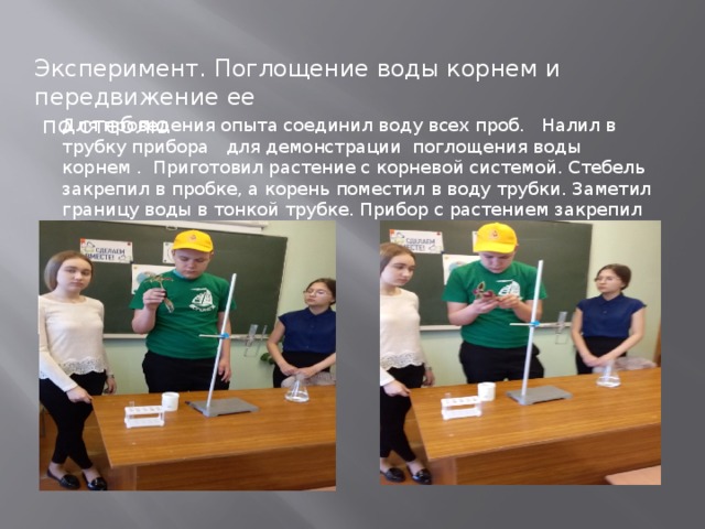 Эксперимент. Поглощение воды корнем и передвижение ее  по стеблю Для проведения опыта соединил воду всех проб. Налил в трубку прибора для демонстрации поглощения воды корнем . Приготовил растение с корневой системой. Стебель закрепил в пробке, а корень поместил в воду трубки. Заметил границу воды в тонкой трубке. Прибор с растением закрепил на штативе. 