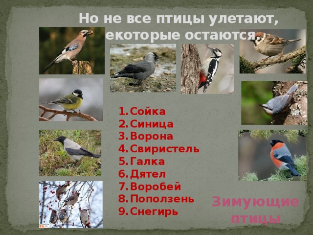 Но не все птицы улетают, некоторые остаются. Сойка Синица Ворона Свиристель Галка Дятел Воробей Поползень Снегирь Зимующие птицы