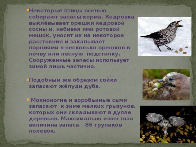Некоторые птицы осенью собирают запасы корма. Кедровка выклёвывает орешки кедровой сосны и, набивая ими ротовой мешок, уносит их на некоторое расстояние и закапывает порциями в несколько орешков в почву или лесную  подстилку. Сооруженные запасы использует зимой лишь частично.  Подобным же образом сойки запасают жёлуди дуба.   Мохноногие и воробьиные сычи запасают  к зиме мелких грызунов, которых они складывают в дупле деревьев. Максимально известная величина запаса – 86 трупиков полёвок.