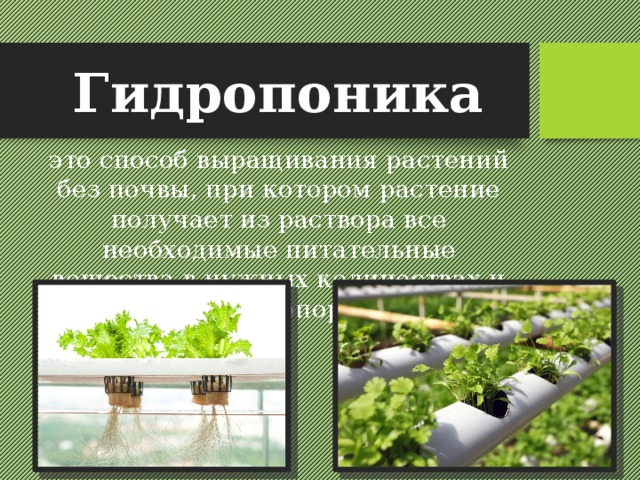 Гидропоника это способ выращивания растений без почвы, при котором растение получает из раствора все необходимые питательные вещества в нужных количествах и точных пропорциях. 