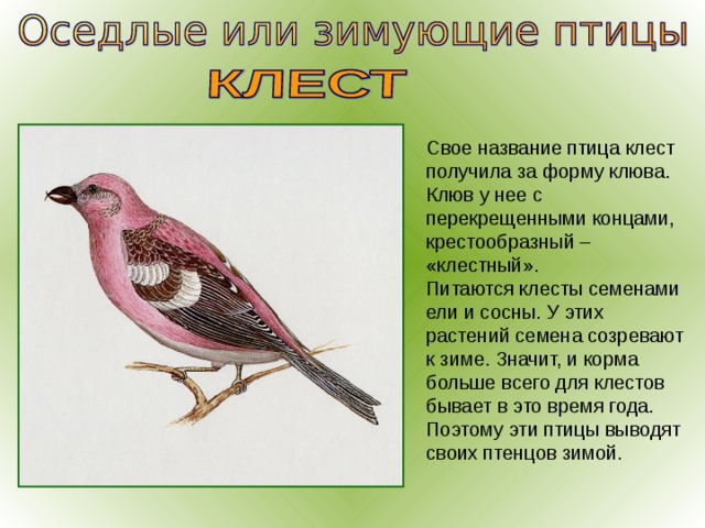 Свое название птица клест получила за форму клюва. Клюв у нее с перекрещенными концами, крестообразный – «клестный». Питаются клесты семенами ели и сосны. У этих растений семена созревают к зиме. Значит, и корма больше всего для клестов бывает в это время года. Поэтому эти птицы выводят своих птенцов зимой. 