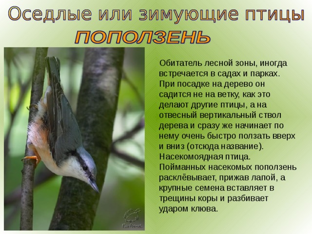 Обитатель лесной зоны, иногда встречается в садах и парках. При посадке на дерево он садится не на ветку, как это делают другие птицы, а на отвесный вертикальный ствол дерева и сразу же начинает по нему очень быстро ползать вверх и вниз (отсюда название). Насекомоядная птица. Пойманных насекомых поползень расклёвывает, прижав лапой, а крупные семена вставляет в трещины коры и разбивает ударом клюва. 