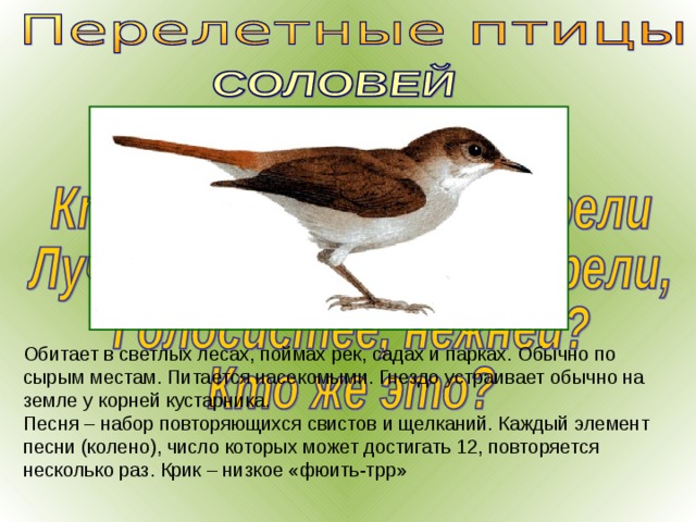Обитает в светлых лесах, поймах рек, садах и парках. Обычно по сырым местам. Питается насекомыми. Гнездо устраивает обычно на земле у корней кустарника. Песня – набор повторяющихся свистов и щелканий. Каждый элемент песни (колено), число которых может достигать 12, повторяется несколько раз. Крик – низкое «фюить-трр» 