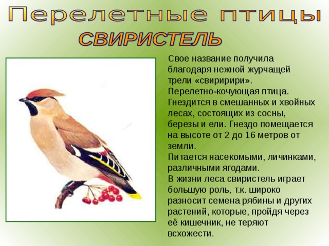 Свое название получила благодаря нежной журчащей трели «свиририри». Перелетно-кочующая птица. Гнездится в смешанных и хвойных лесах, состоящих из сосны, березы и ели. Гнездо помещается на высоте от 2 до 16 метров от земли. Питается насекомыми, личинками, различными ягодами. В жизни леса свиристель играет большую роль, т.к. широко разносит семена рябины и других растений, которые, пройдя через её кишечник, не теряют всхожести. 
